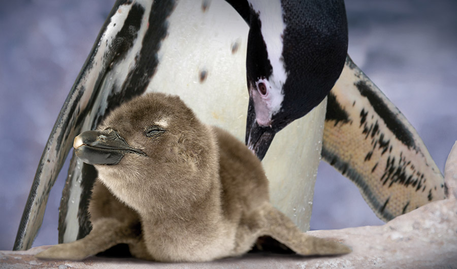 Acquario di Cattolica pinguino neonato